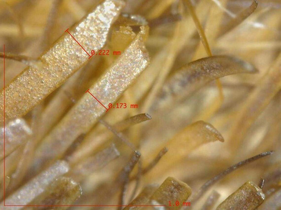 The hair didn’t match boar or deer, and instead came from distant oceans.