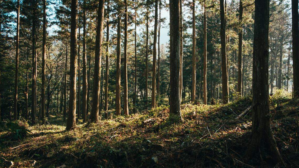 Scientists found a “large” animal with 8 eyes in forests of Taiwan and discovered a new species, a study said.
