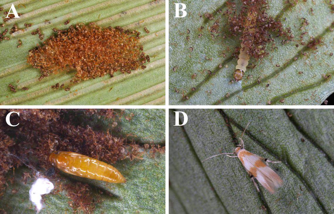 The life stages of Pachyrhabda citrinacma.