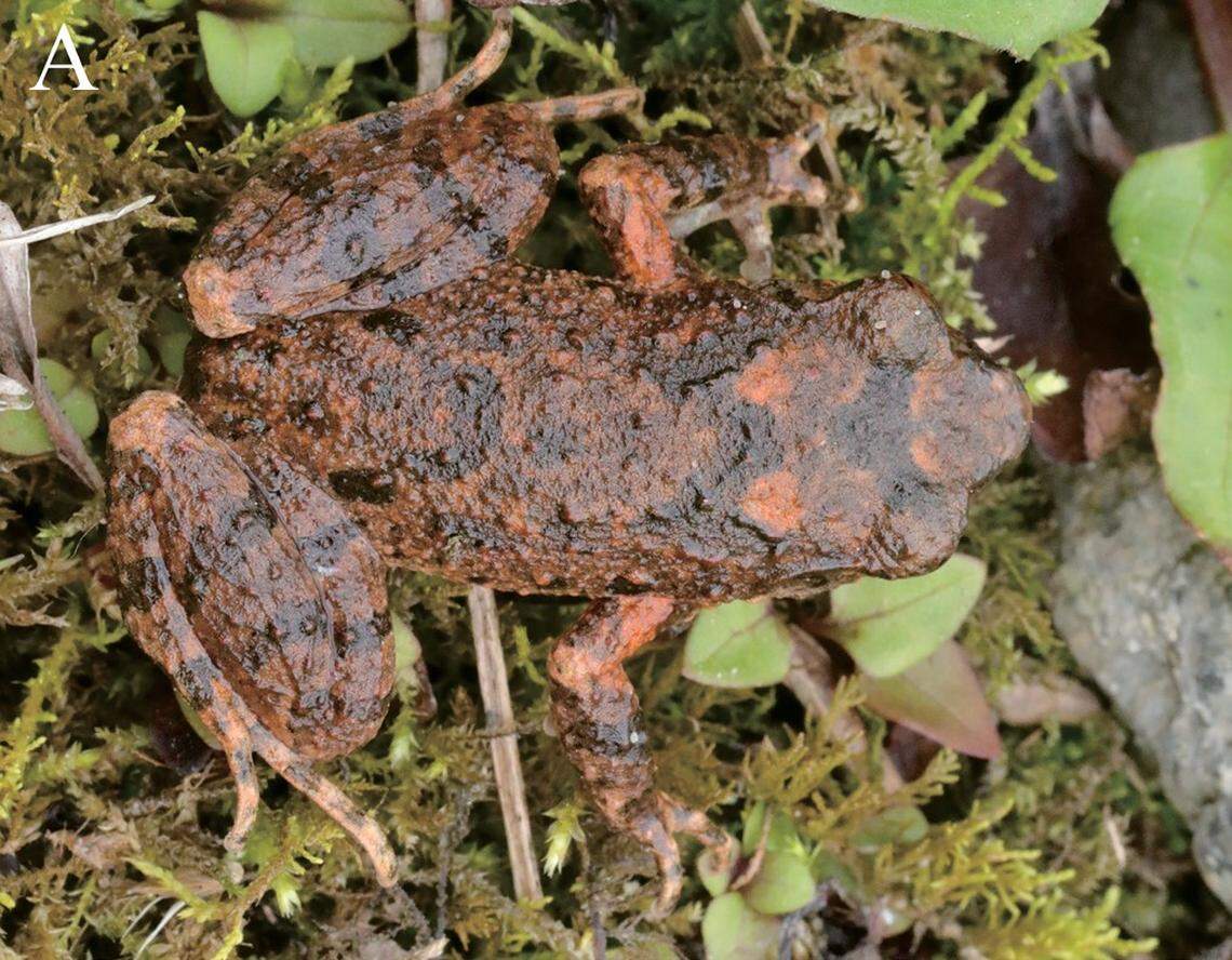 A Leptobrachella dayaoshanensis, or Dayaoshan leaf litter toad.