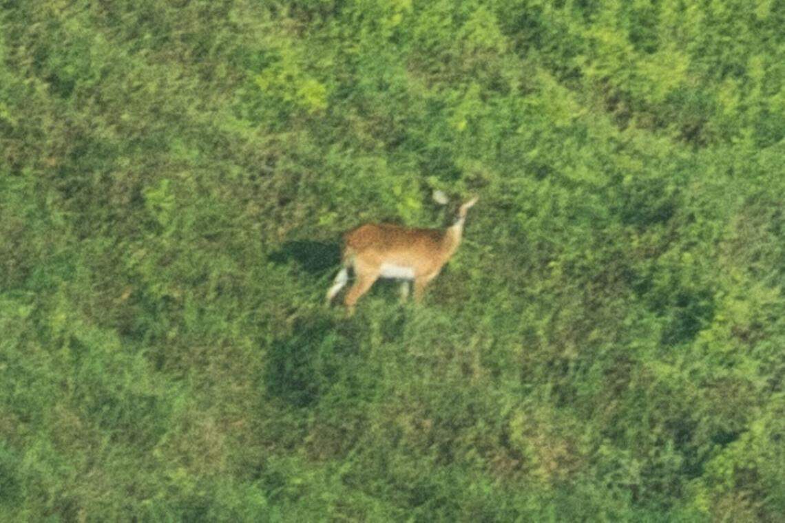 The first published photo of a live Upemba lechwe taken at Upemba National Park in March 2025.