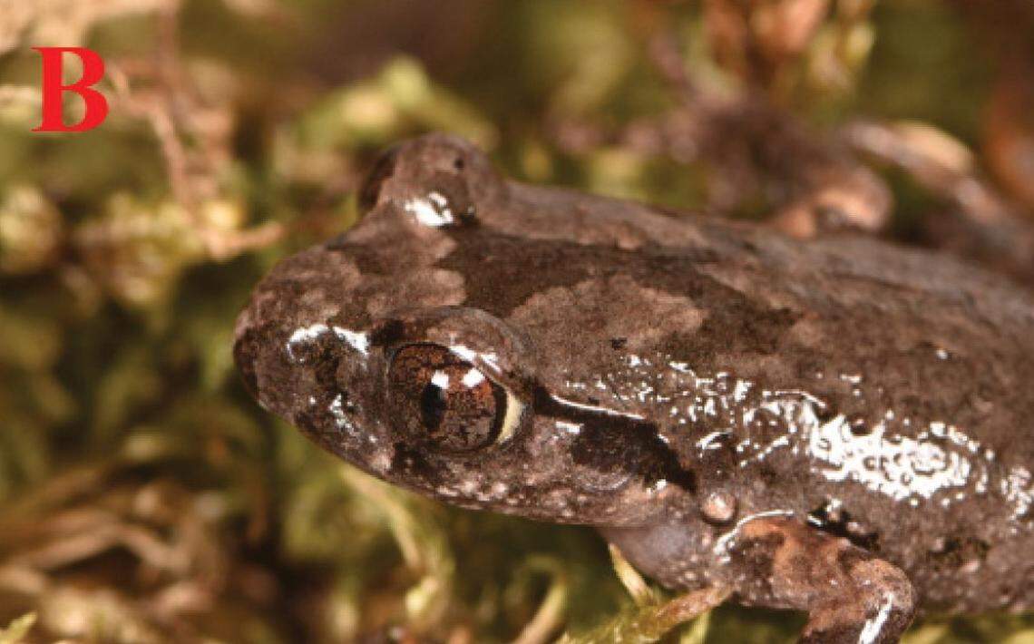 The head of a Leptobrachella weixinensis, or Weixin leaf litter toad, as seen up close.