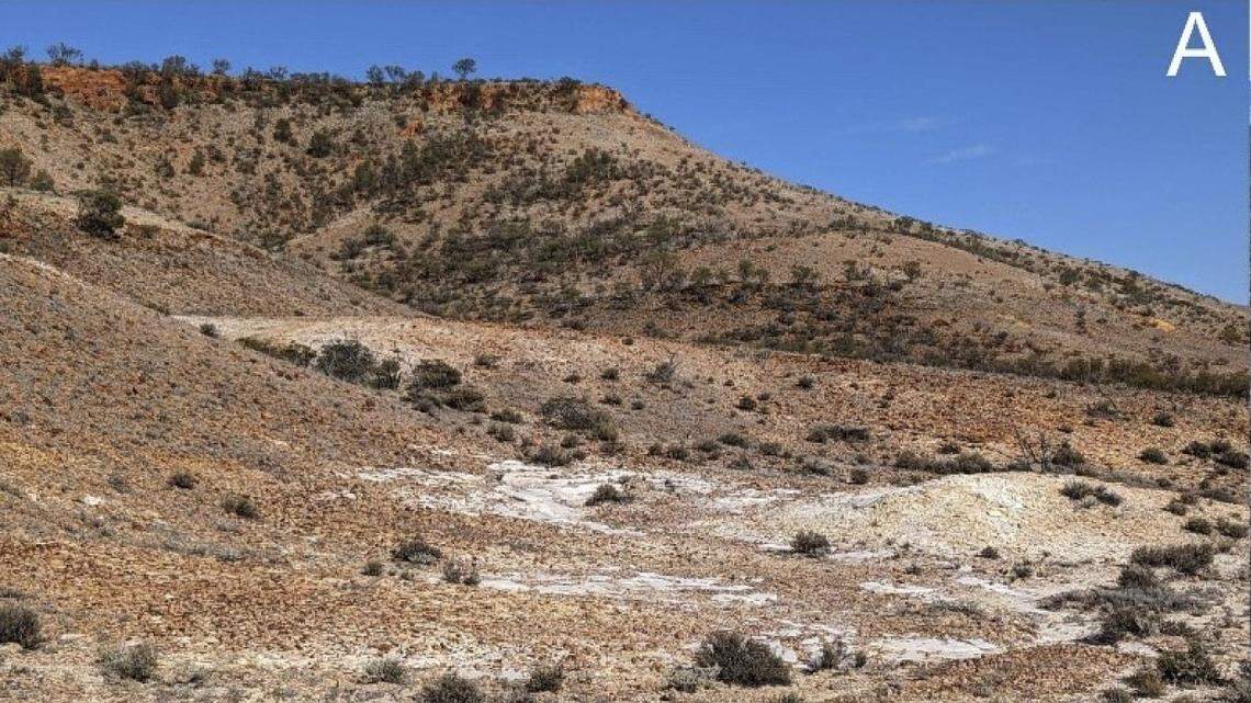 Scientists found a “robust” creature with porthole-like spots in a desert of Australia and discovered a new species, a study said.