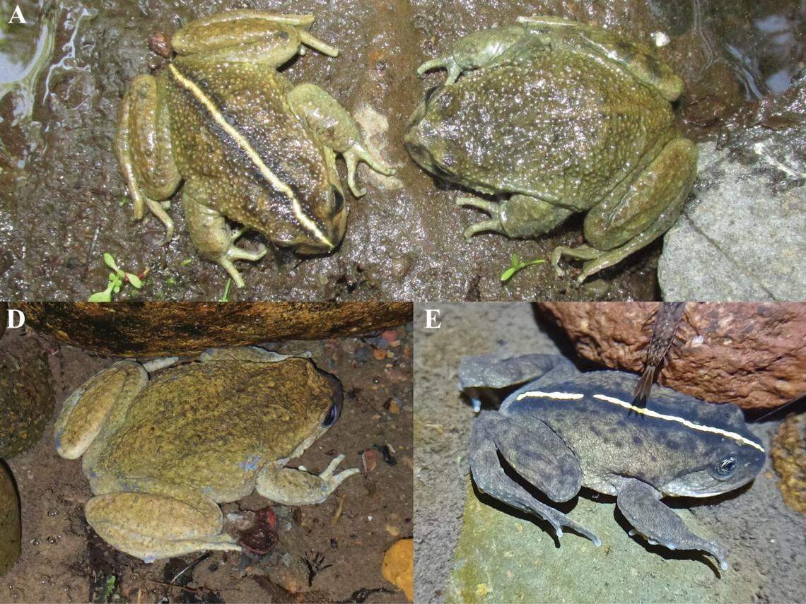 Several Alsodes vittatus, or Malleco spiny-breasted frogs, with and without stripes.