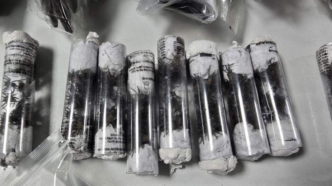 A few of the smaller tarantulas confiscated from the traveler.