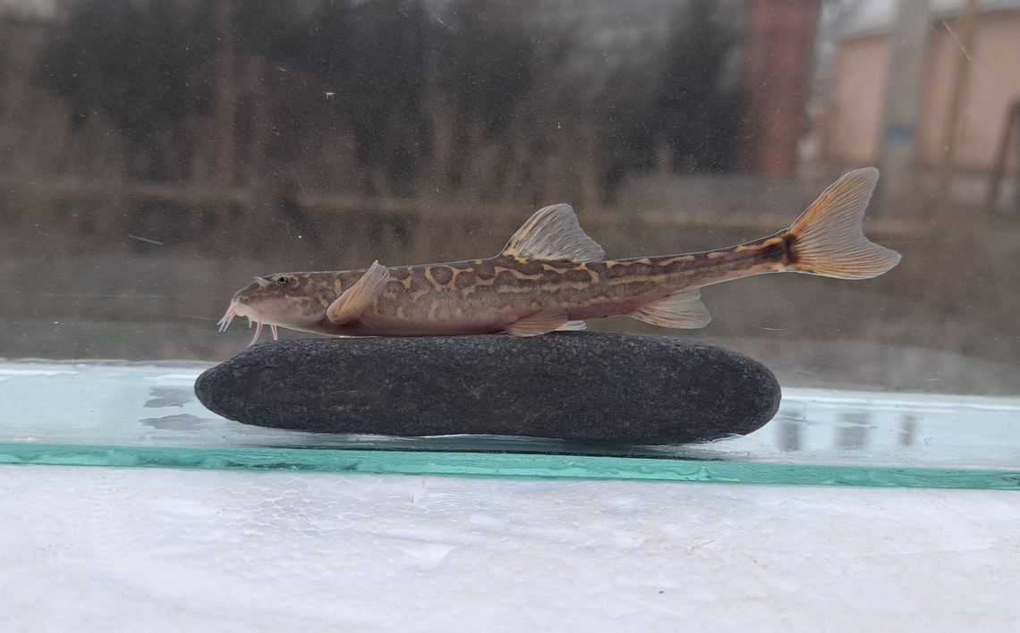 A Dzihunia pseudoamudarjensis, or false stone loach.