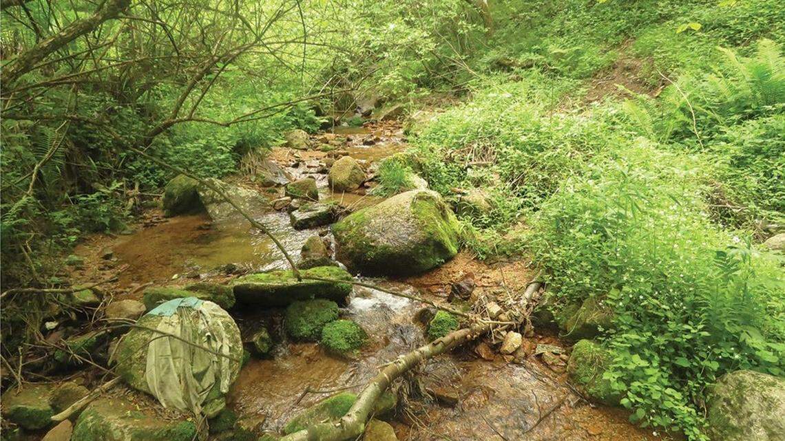 Scientists found a “horned” creature with “large” “reddish” eyes in a “very cold” stream in China and discovered a new species, a study said.