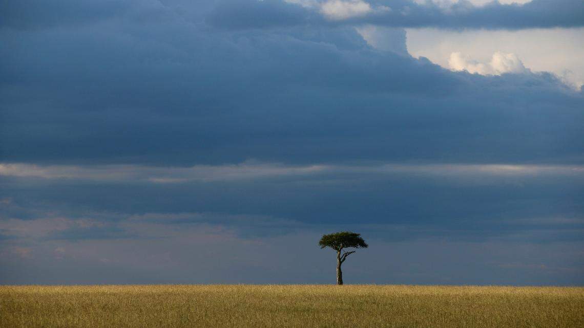 The roan antelope has been nearly driven to extinction in Kenya, but populations remain stable in other countries.
