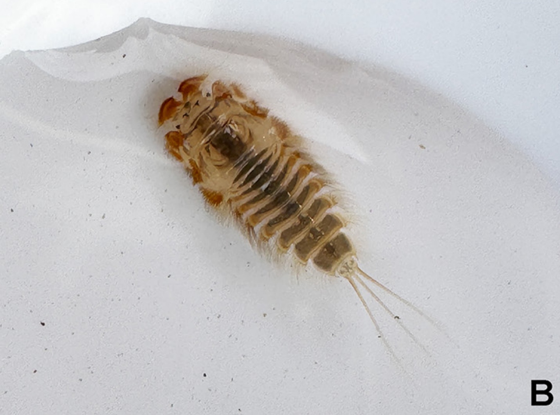 A nymph Behningia baei mayfly found in the Mae Chaem River in 2024.