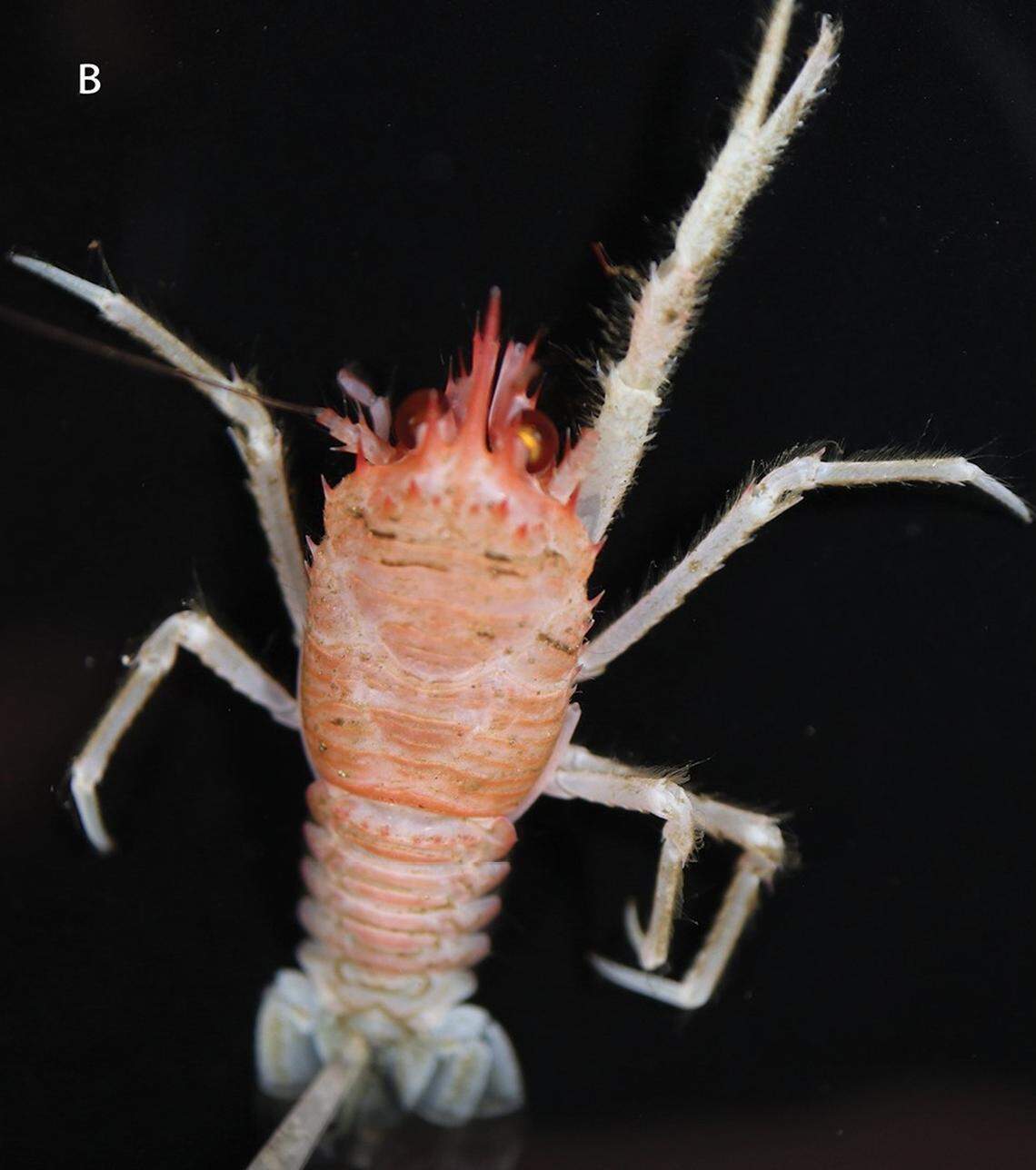 A Typhlonida cocoensis, or Cocos Island squat lobster.