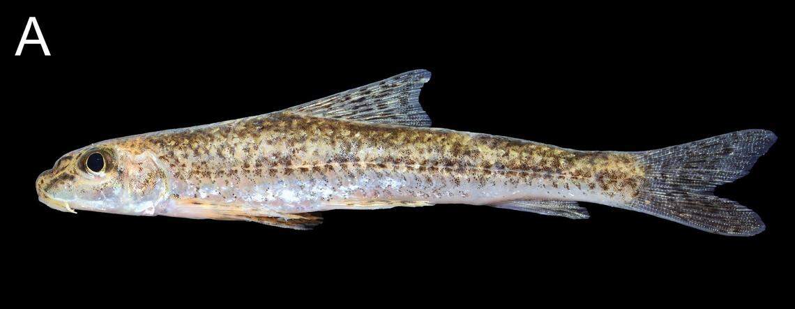 A Microphysogobio punctatus, or spotted gudgeon, soon after being caught.