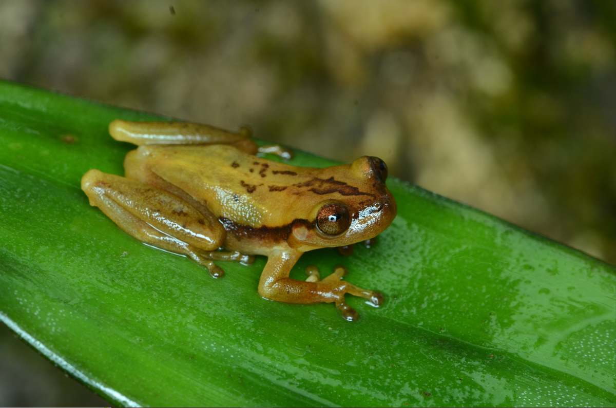 A Phyllodytes iuna, or iuna heart-tongued frog, sitting on a plant.