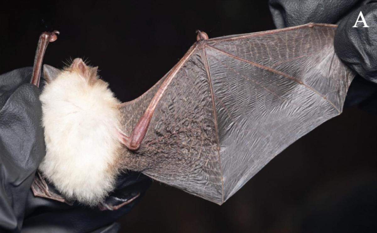 The leucistic Thyroptera tricolor, or Spix’s disc-winged bat, found in Belize.
