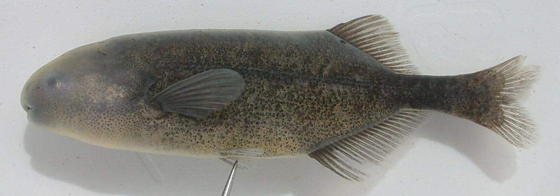 A freshly caught Pollimyrus krameri, or Kramer’s elephantfish.