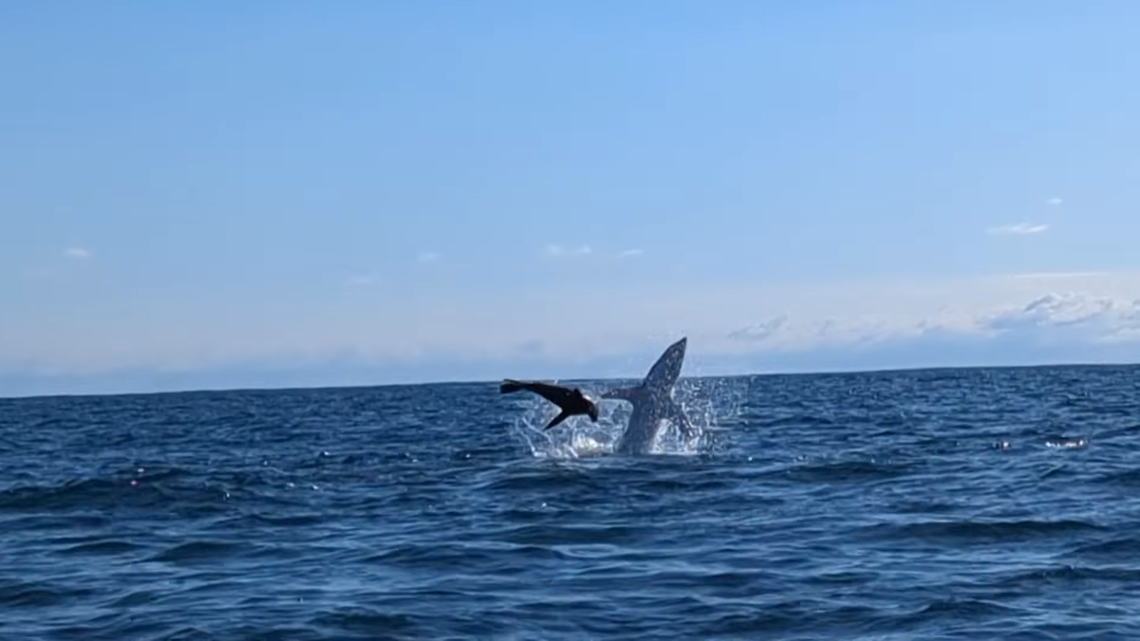 A shark attacking a seal repeatedly rammed into a kayaker who accidentally interrupted the chase while fishing off New Zealand, video shows.