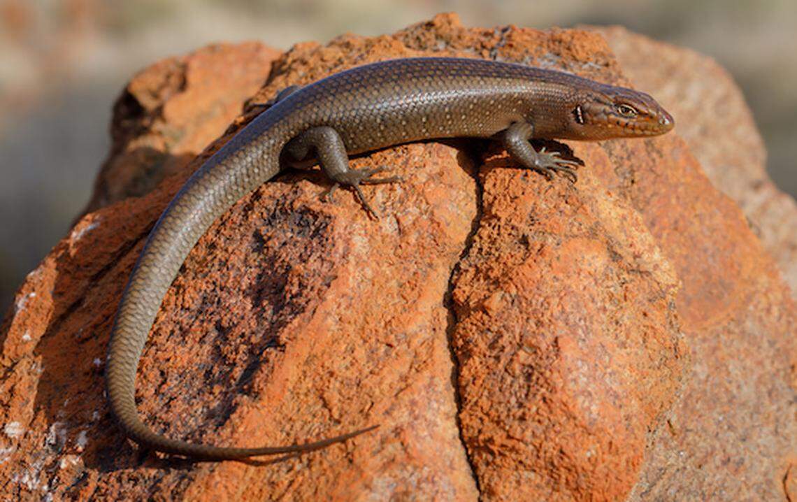 A Liopholis aputja, or Central Ranges rock skink.