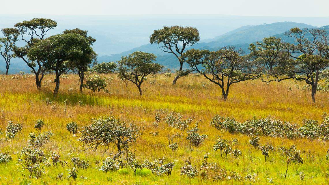 Researchers photographed a rare Upemba lechwe, a critically endangered African antelope, in the Democratic Republic of the Congo, a study said.