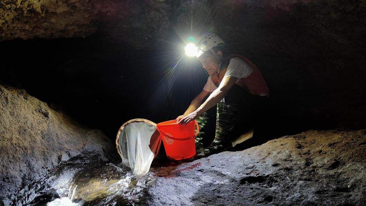 Scientists found a “fast” river creature with “fleshy” lips in a hard-to-reach cave in India and discovered a new species, a study said.