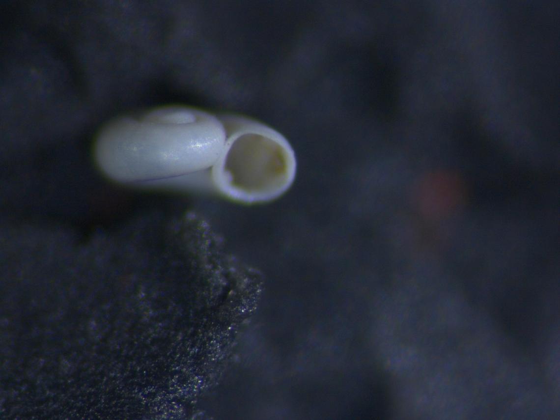 The new species is a subterranean snail, but only the animal’s shell was uncovered.
