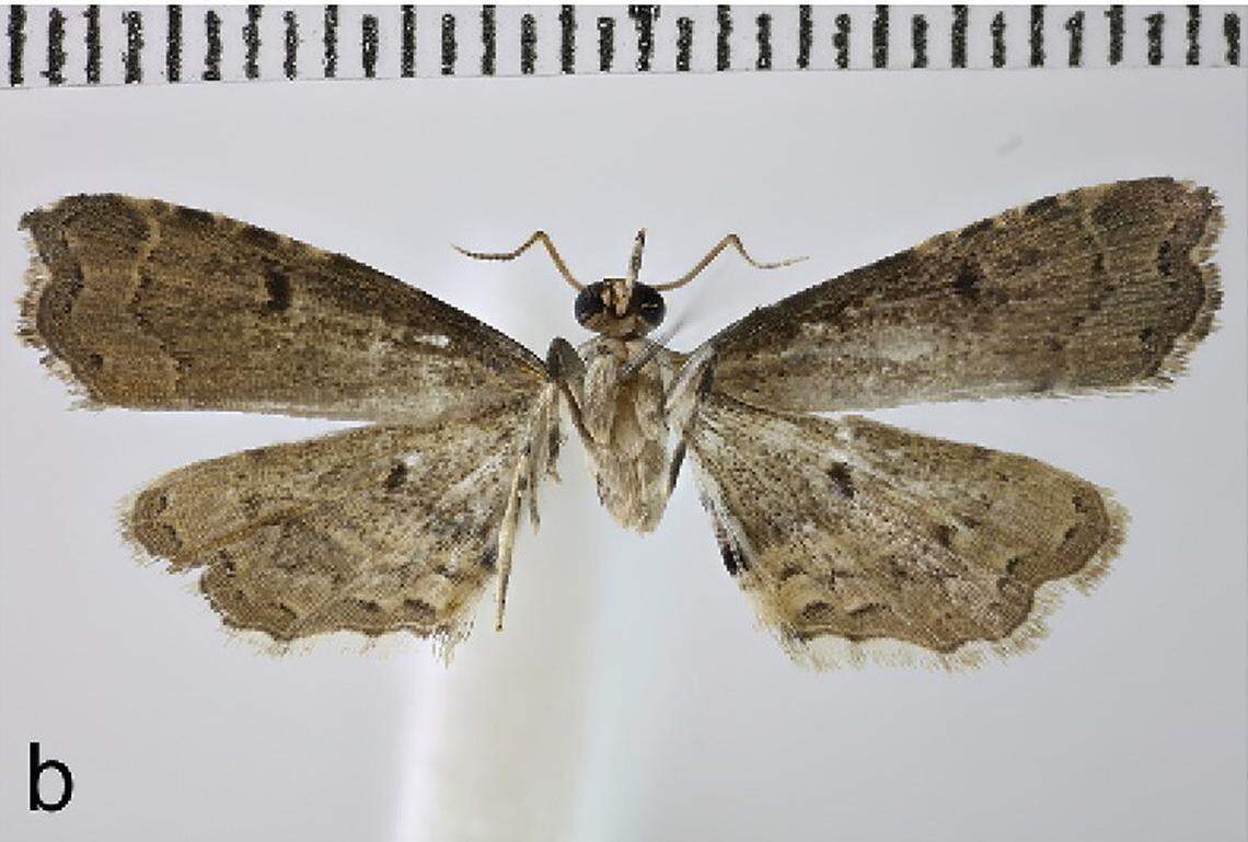 A﻿ Sufetula culshawi, or Culshaw’s micromoth.