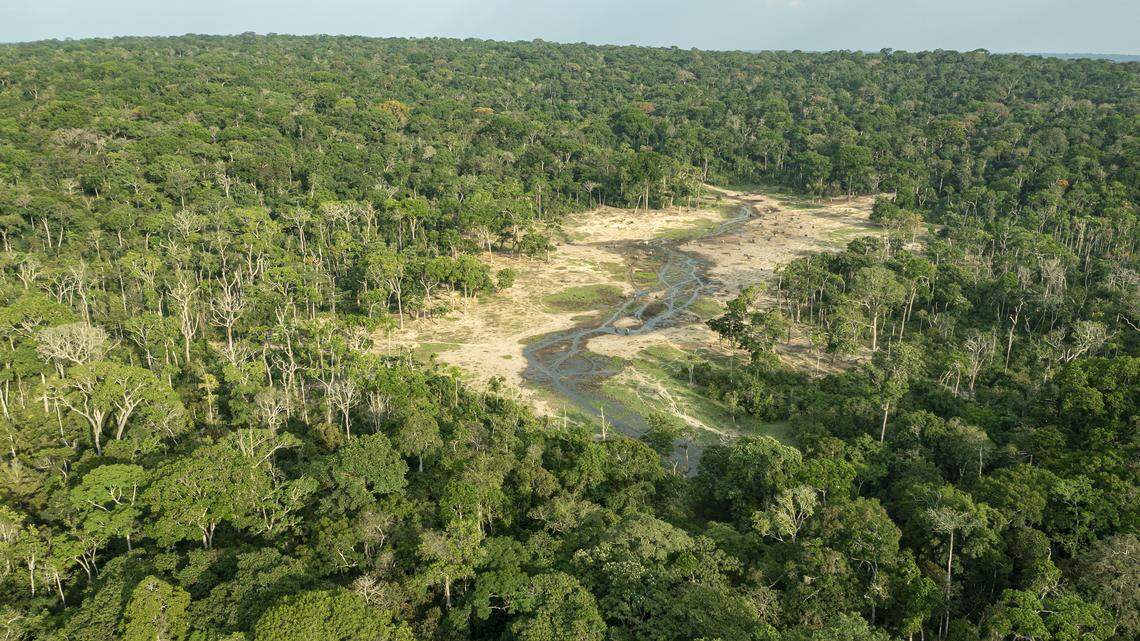 A trail camera at a national park in the Central African Republic photographed a female lion for the first time in six years, conservationists said.