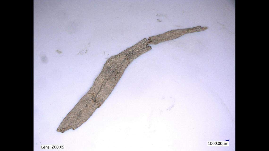 Radiocarbon dating indicates the pod predates the earliest known records of vanilla’s presence in Europe, according to the study.