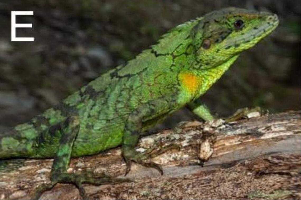 A Japalura mictophola, or mixed-scales mountain lizard, with lighter green coloring.