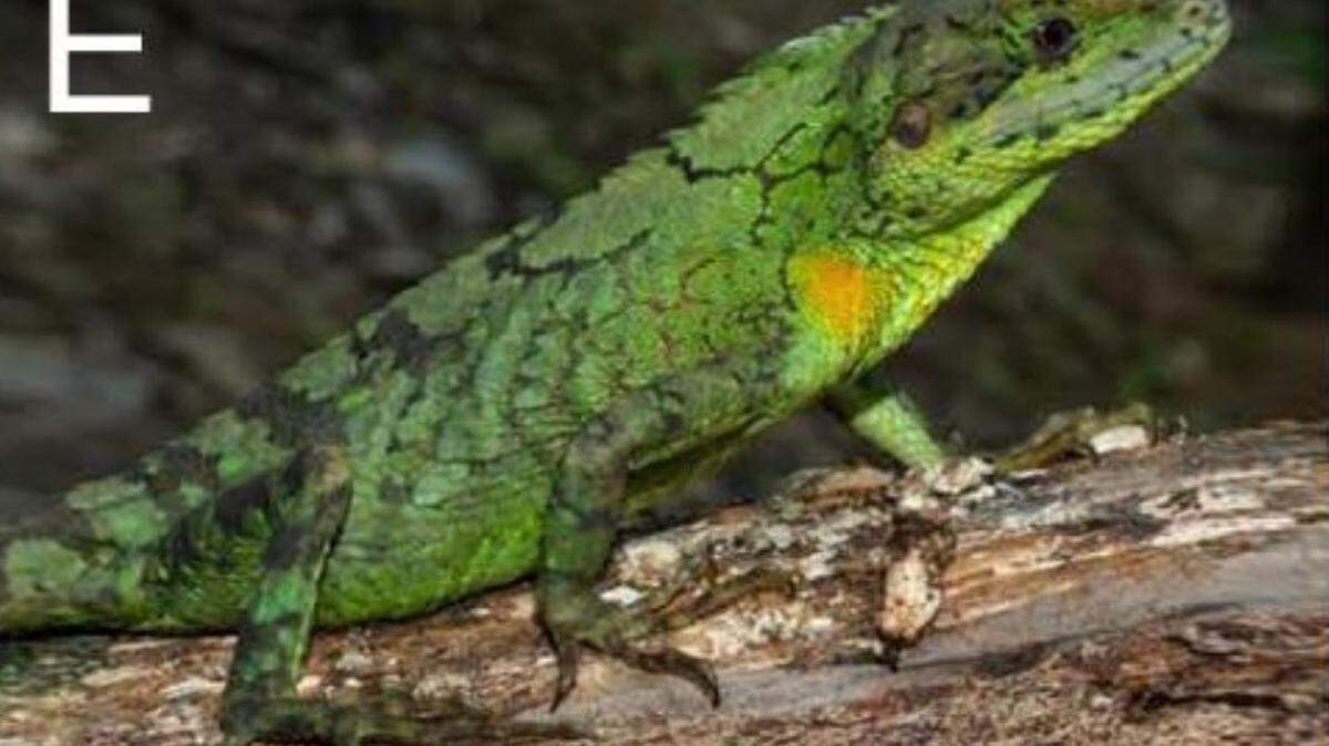 “Lizard brain” or reactive thinking leads us to assume the worst and react in fear and fury.