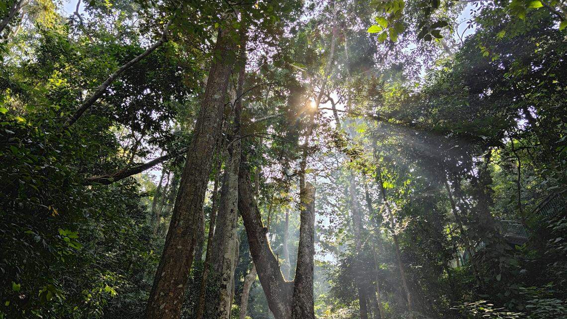 The species is described as having a blue-green body with a “purple luster,” researchers said.