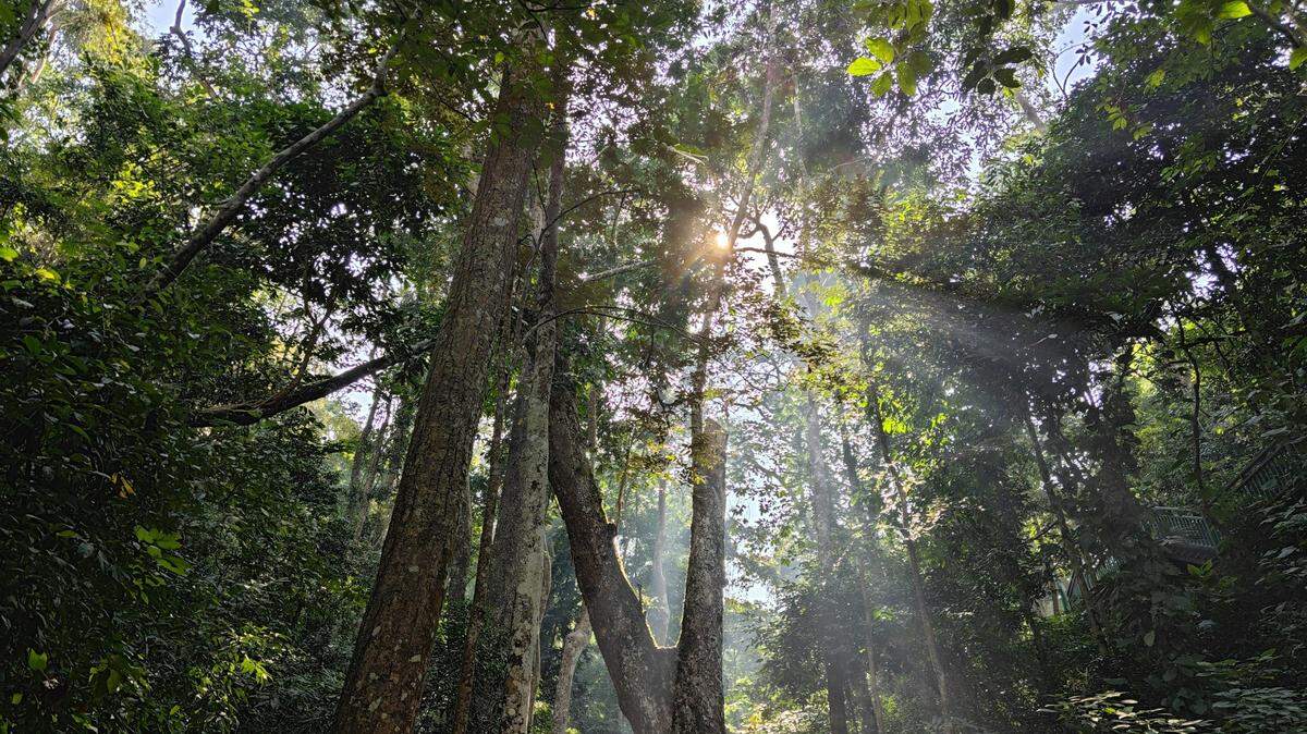 The species is described as having a blue-green body with a “purple luster,” researchers said.