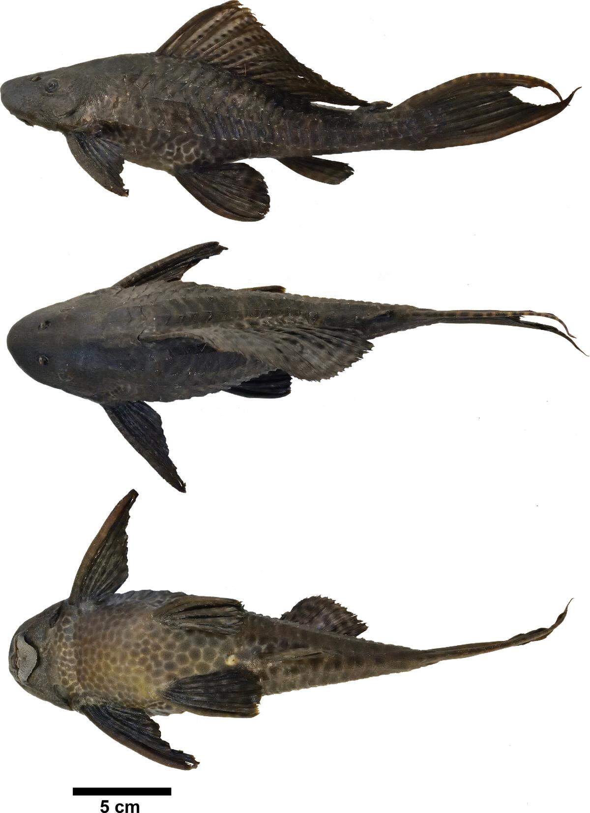 The Amazon sailfin catfish, or Pterygoplichthys pardalis, caught in Chan Laguna in 2024.