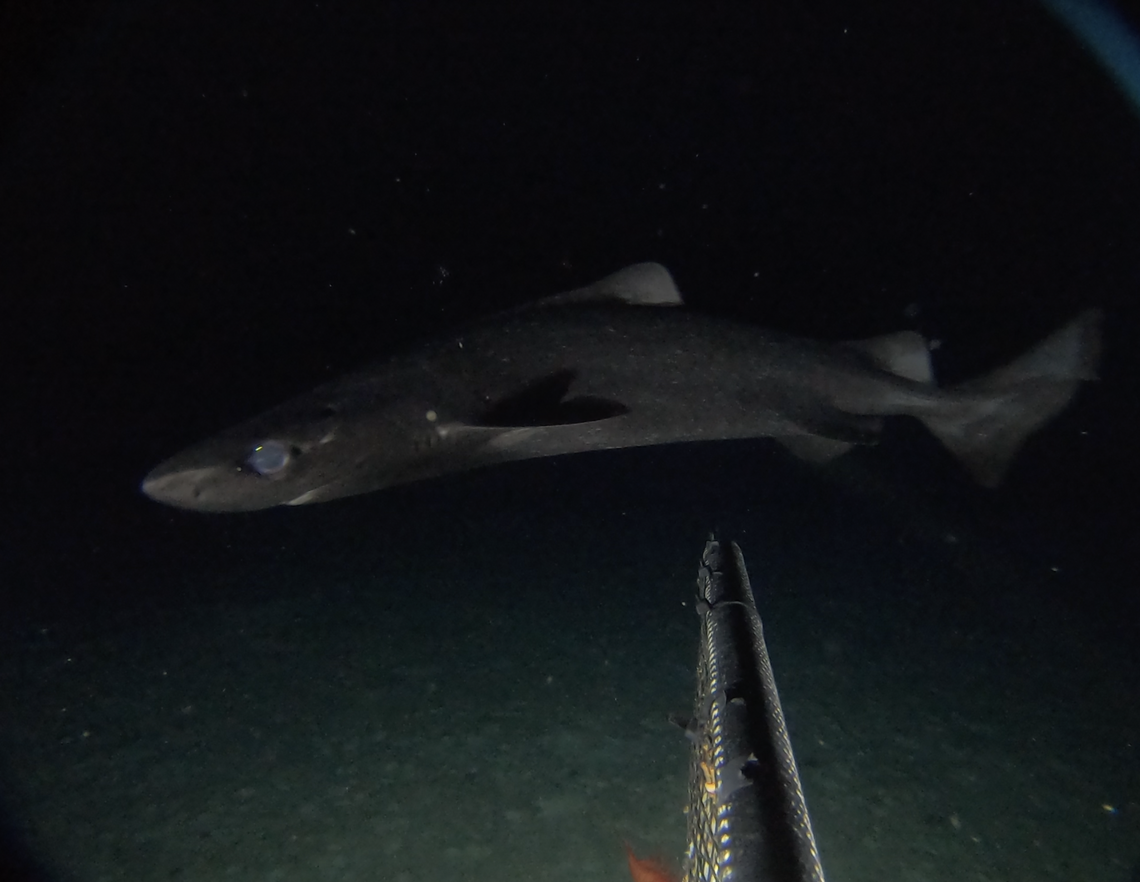 A roughskin dogfish seen off the Cayman Islands.