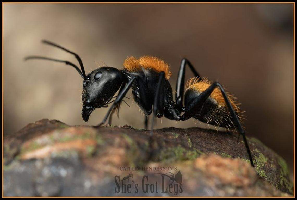A live Camponotus thadeus, or punk ant, found on Mount Finnigan.