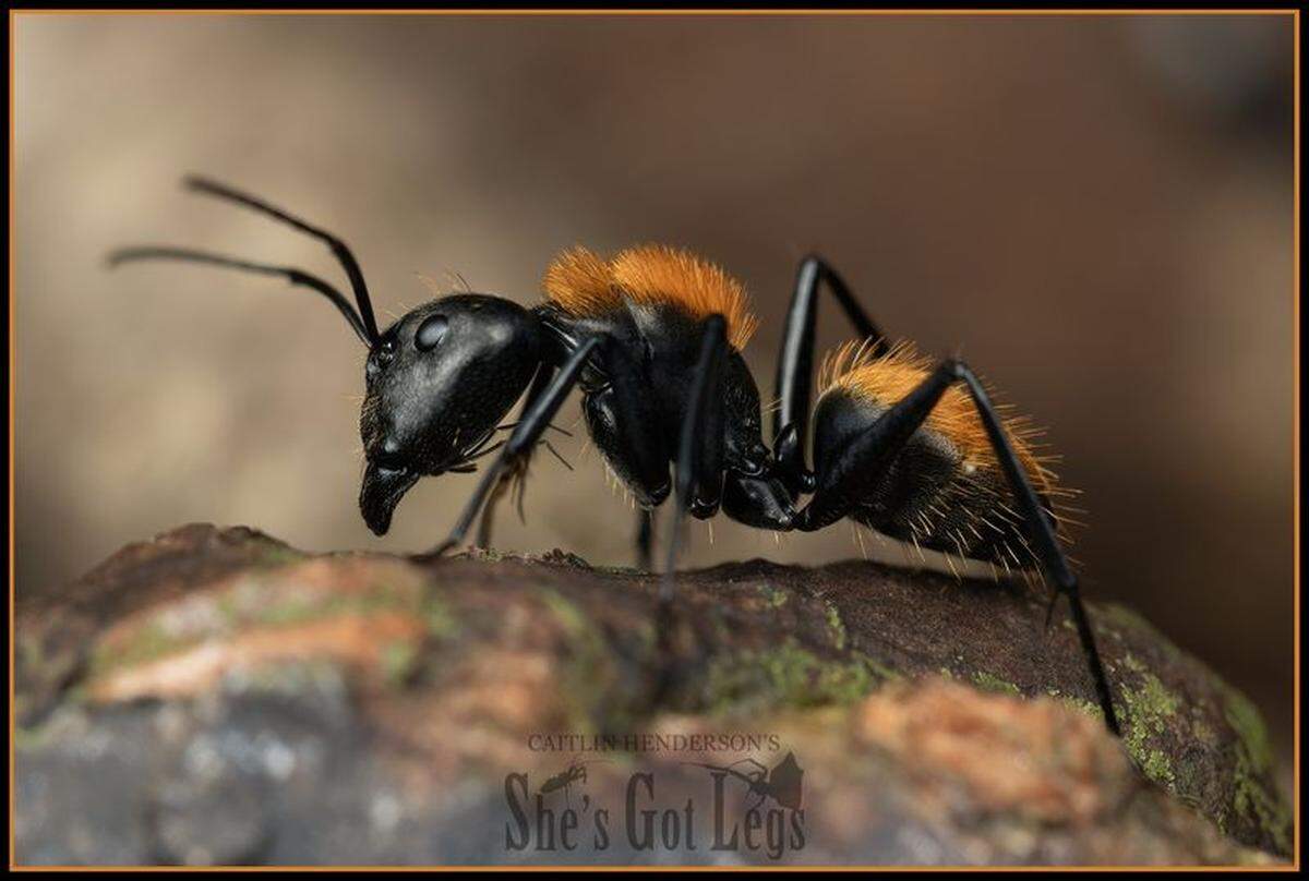 A live Camponotus thadeus, or punk ant, found on Mount Finnigan.
