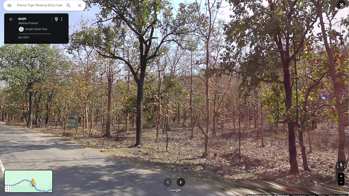 Trail cameras at Panna Tiger Reserve photographed an abnormally colored sloth bear carrying two cubs during tiger surveys, photos show.