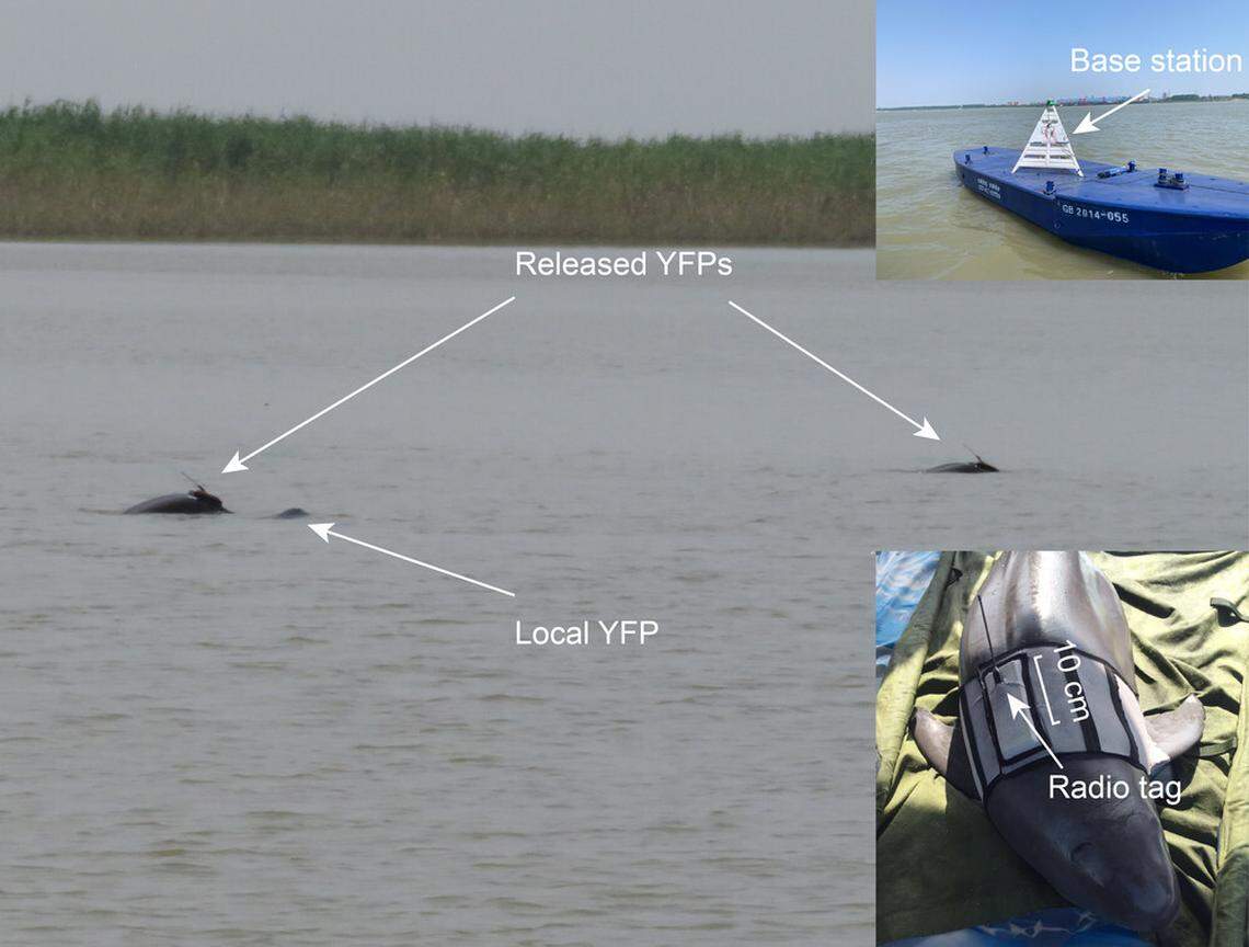 The captive-born Yangtze finless porpoises (Released YFPs) seen with a wild porpoise three days after being released. Inset photos show a porpoise with a radio tag and a base station used to monitor the signal.