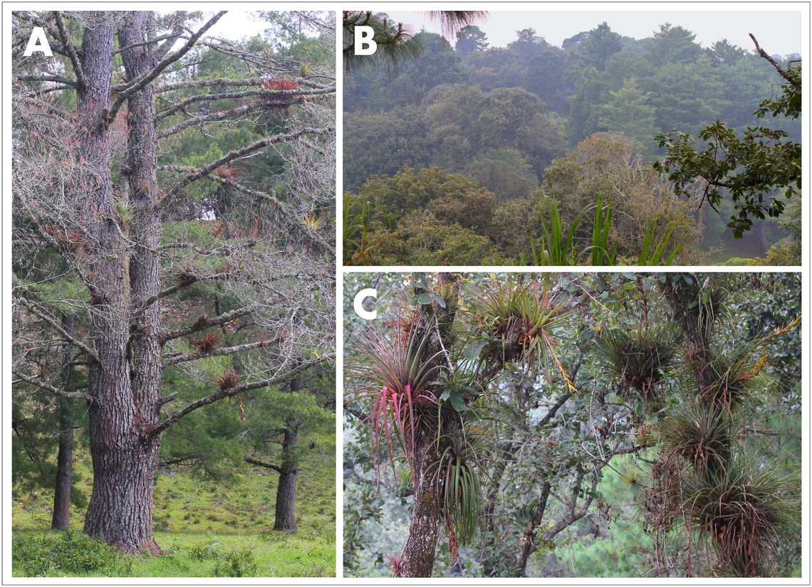 The habitat of Abronia cunemica, or the Coapilla arboreal alligator lizard.