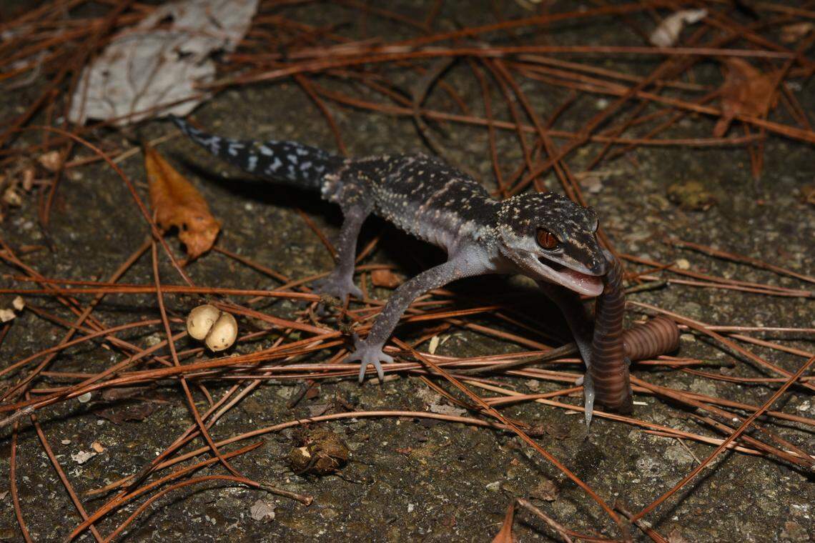 A Goniurosaurus nebulozonatus, or obscurely banded eyelid gecko, eating.