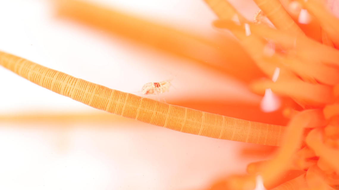 Researcher SCUBA diving off Sugashima Island discovered a new amphipod species living on the tentacles of a file clam, a study said.