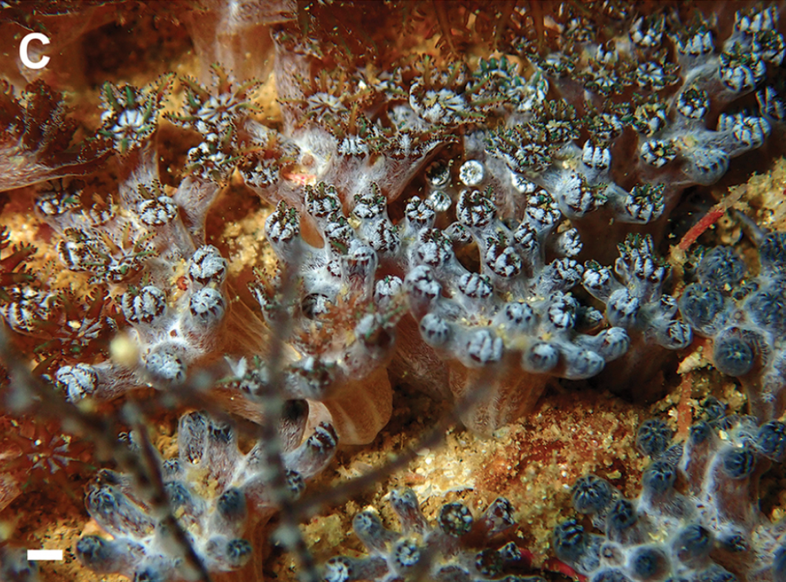 A photo showing an Ofwegenum coronalucis, or Ofwegen’s crown of light soft coral, with its polyps closed.