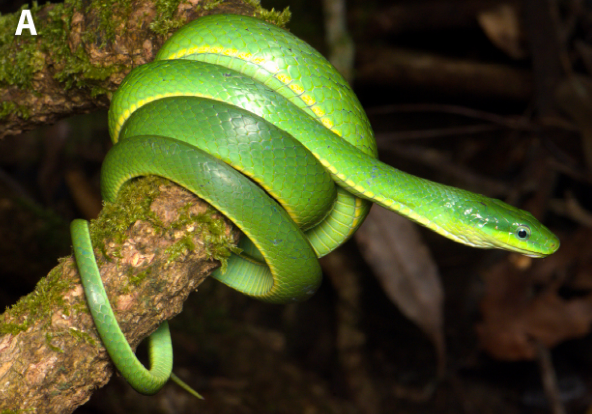 A Gonyosoma iadinum, or jade tree snake.