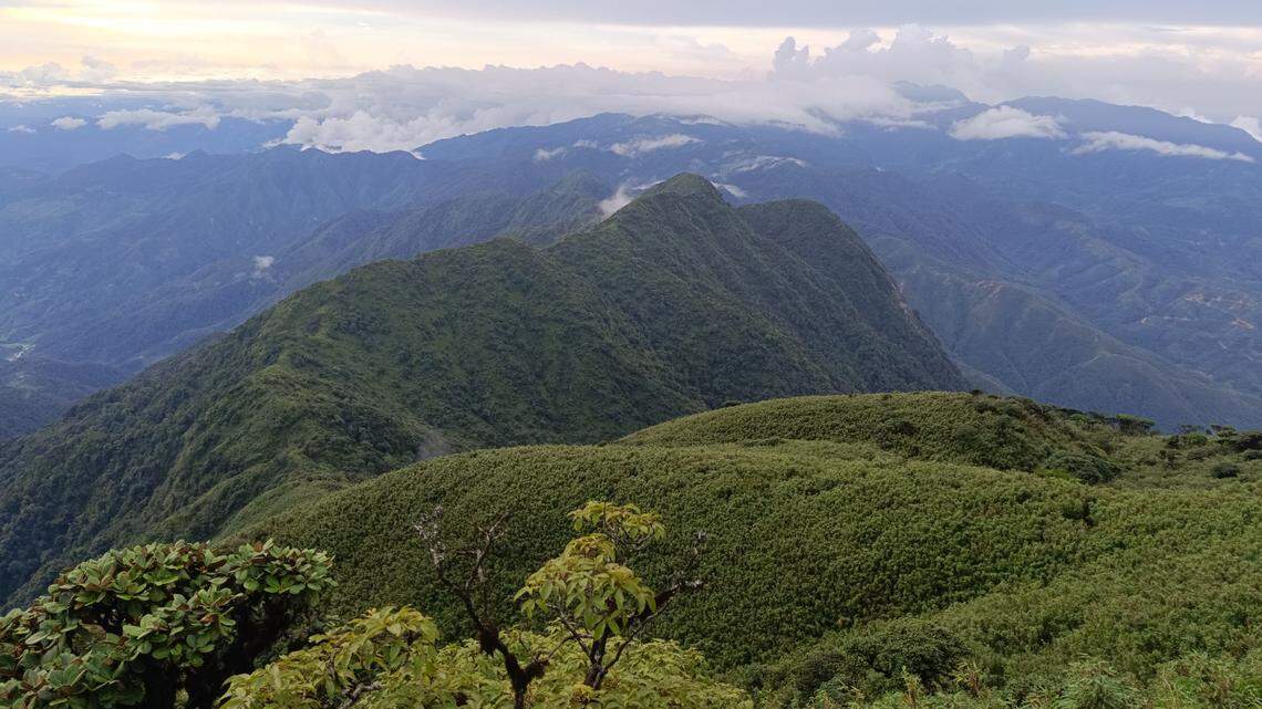 Scientists found a “long”-limbed creature with “metallic” eyes in a bamboo forest of Vietnam and discovered a new species, a study said.