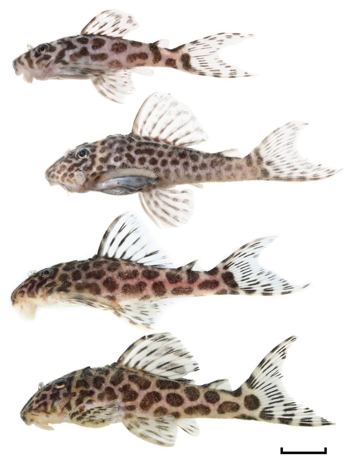 Several Hypancistrus yudja, or Yudjá armored catfish.