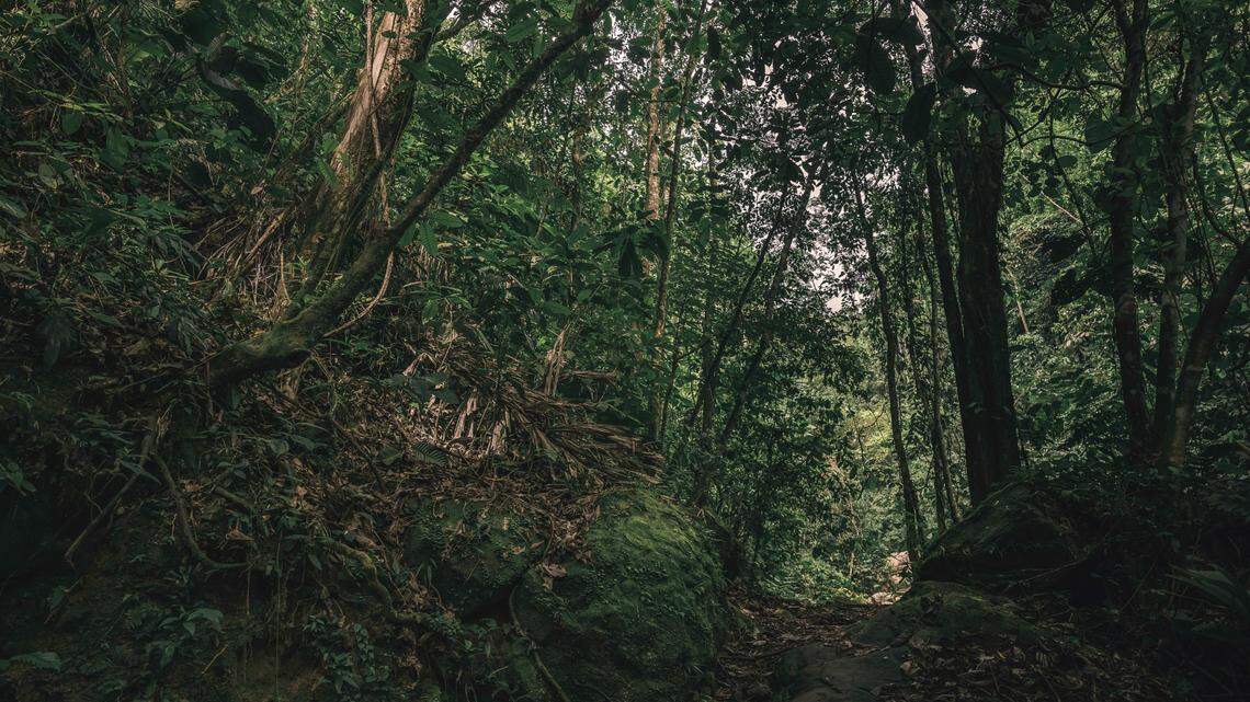 Scientists found a red animal with a “powerful sting” in the Amazon rainforest and discovered a new species. Photo shows a representative area.