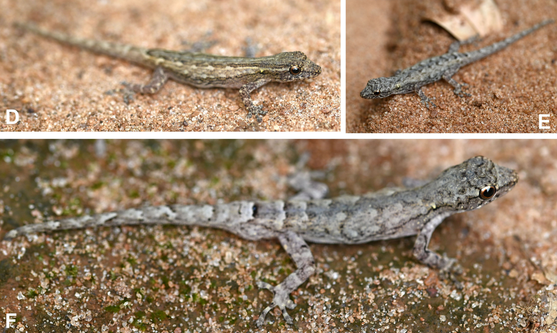 More Lygodactylus anjajavy, or Anjajavy dwarf geckos.