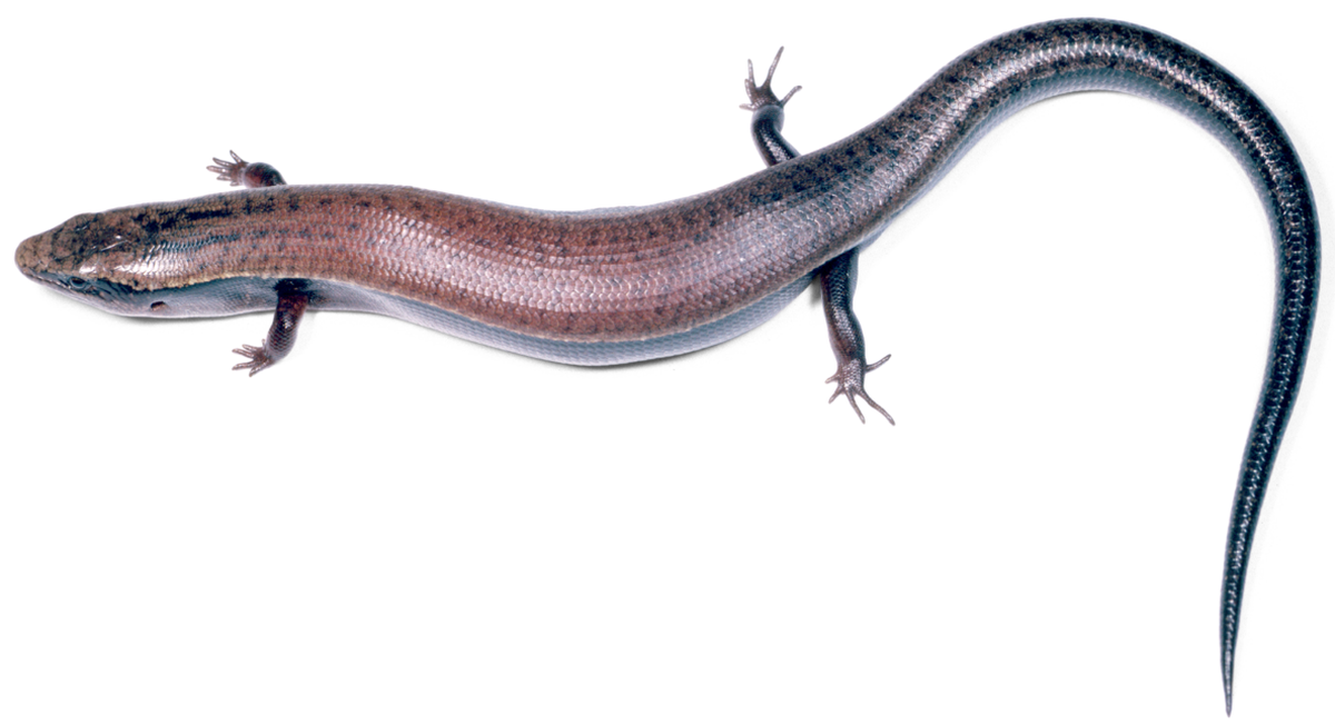 The lizard has neutral colors and a thick, cylindrical tail, researchers said.