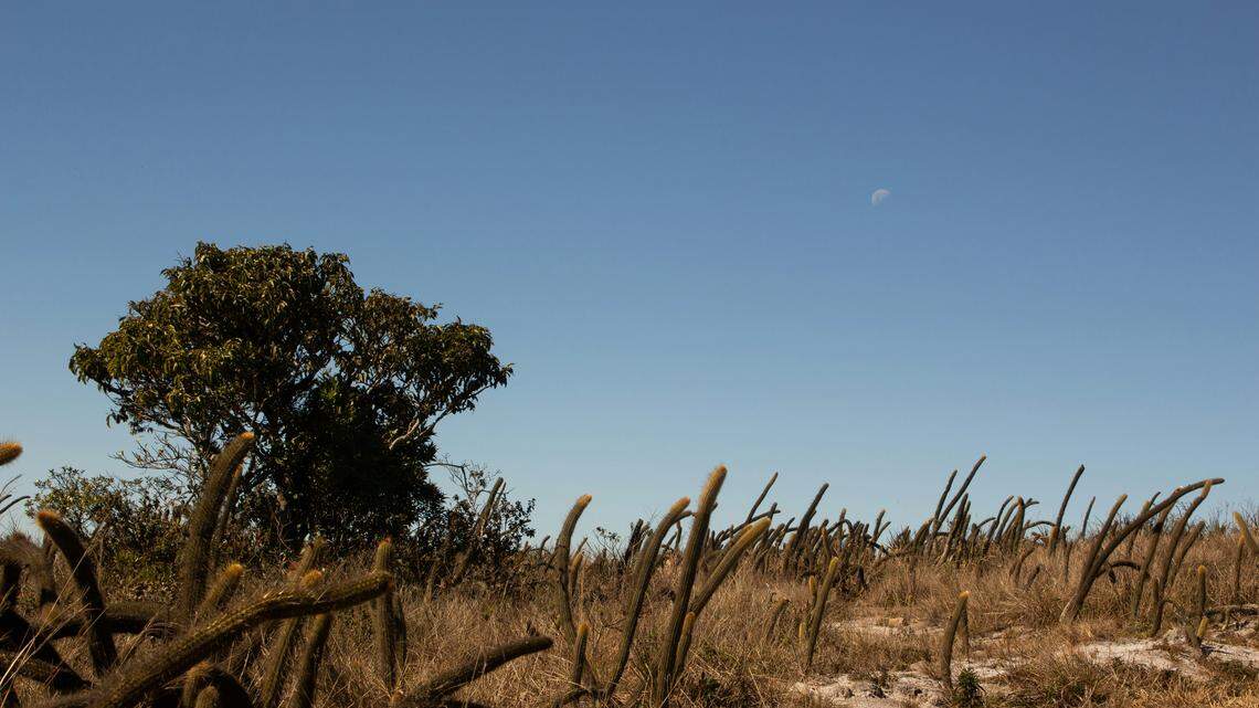 The critically endangered blue-eyed ground dove is endemic to the Brazilian Cerrado, a savanna ecosystem, according to experts.