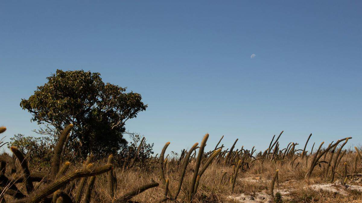 The critically endangered blue-eyed ground dove is endemic to the Brazilian Cerrado, a savanna ecosystem, according to experts.