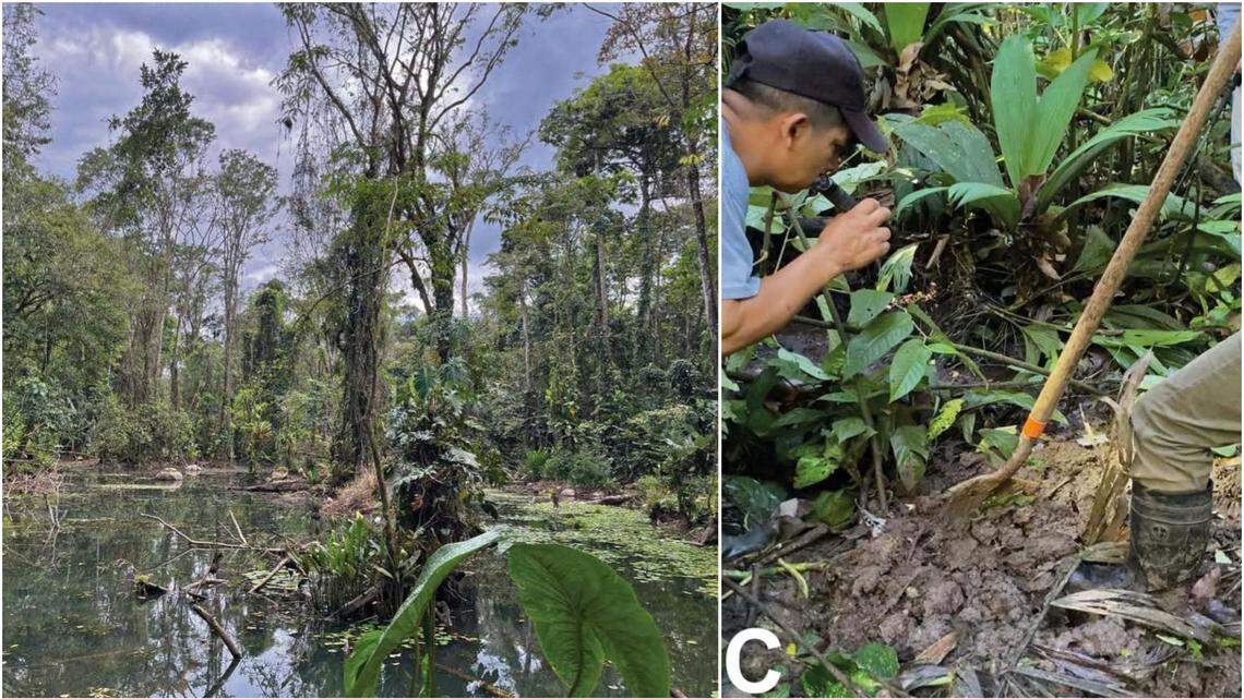 Scientists found a soil-dwelling fish with skin-covered eyes in a nature reserve and discovered a new species: Berlin’s bloodworm eel.