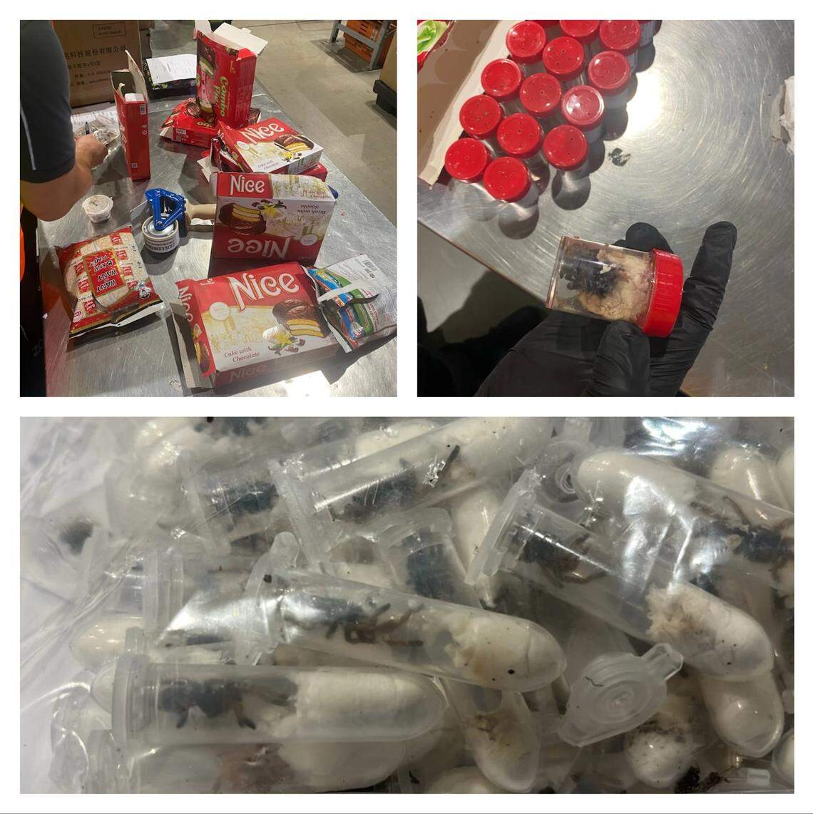 Most of the 1,500 tarantulas died during the journey from Vietnam, German customs officials said.